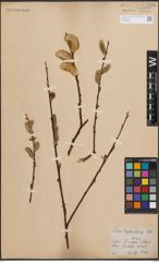 Foto von Salix daphnoides Vill.